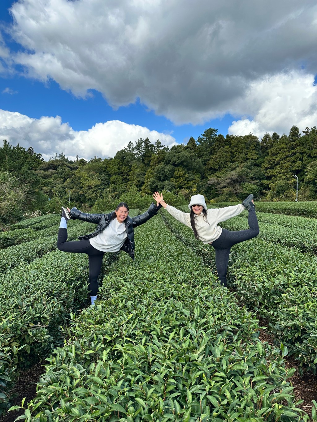 Osulloc Tea Farm in Jeju Island, South&nbsp;Korea